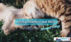 Animal Shelters and Nonprofit Organizations around Tokyo