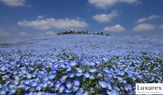 Discover Ibaraki in 2 Days: A Perfect Blend of Nature, Culture, and Sake from Tokyo