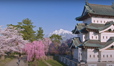 The Best Cherry Blossom Spot in Aomori